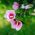 Ketmia syryjska, Hibiskus Maike - sadzonka P9