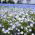 Porcelanka plamista (Nemophila maculata) - 200 nasion