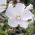 Ketmia syryjska, hibiskus William R. Smith - sadzonka P9