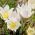 Sasanka - Anemone pulsatilla - biała