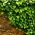 Bluszcz irlandzki - Hedera hibernica - sadzonka 40-50 cm