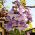 Paulownia omszona – drzewko cesarzy