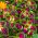 Koleus Rainbow - 10 nasion