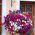 Petunia - Mieszanka balkonowa - 800 nasion