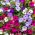Petunia - Mieszanka balkonowa - 800 nasion