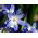 Śnieżnik niebieski - Chionodoxa forbesi blue - 10 sztuk