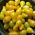 Pomidor wysoki żółty Yellow Pearshaped - 120 nasion