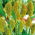 Sorgo czarne - 60 nasion