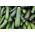 Cukinia Soraya - 20 nasion