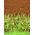Sorgo czarne - 60 nasion