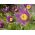 Sasanka - Anemone pulsatilla - fioletowa