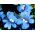 Nemezja powabna - Blue Gem - 1000 nasion