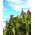 Sorgo czarne - 60 nasion