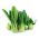 Kapusta chińska Pak-Choi - 500 nasion
