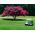 Lagerstroemia - 40 nasion