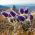 Sasanka - Anemone pulsatilla - fioletowa