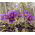 Sasanka - Anemone pulsatilla - fioletowa