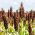 Sorgo czarne - 60 nasion