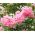 Lagerstroemia - 40 nasion