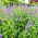 Agastache, Kłosowiec - 210 nasion