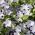 Porcelanka plamista (Nemophila maculata) - 200 nasion