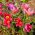 Sasanka - Anemone pulsatilla - czerwona