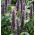 Agastache, Kłosowiec - 210 nasion