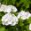 Pelargonia biała - 11 nasion