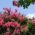 Lagerstroemia - 40 nasion