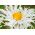 Złocień o kwiatach półpełnych Crazy Daisy - 160 nasion