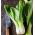 Kapusta chińska Pak-Choi - 500 nasion