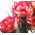 Goździk ogrodowy malinowy - Raspberry ripple - 110 nasion