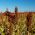 Sorgo czarne - 60 nasion