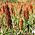 Sorgo czarne - 60 nasion