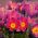 Sasanka - Anemone pulsatilla - czerwona