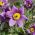 Sasanka - Anemone pulsatilla - fioletowa