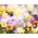 Bratek wielokwiatowy Liebesduett - 320 nasion