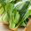 Kapusta chińska Pak-Choi - 500 nasion
