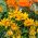 Gazania błyszcząca - 250 nasion
