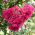 Lagerstroemia - 40 nasion