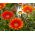 Gazania lśniąca - 130 nasion