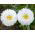 Złocień o kwiatach półpełnych Crazy Daisy - 160 nasion