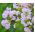 Lagerstroemia - 40 nasion