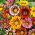 Gazania lśniąca - 130 nasion