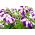 Petunia o kwiatach dwubarwnych - mieszanka - 80 nasion