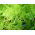 Asparagus pierzasty - 13 nasion