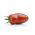 Pomidor Des Andes