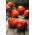 Pomidor – wysoki Red Pear - 120 nasion