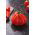 Pomidor – wysoki Red Pear - 120 nasion