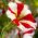 Petunia o kwiatach dwubarwnych - mieszanka - 80 nasion